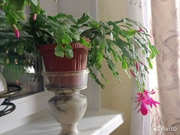 Комнатные растения цветы большие