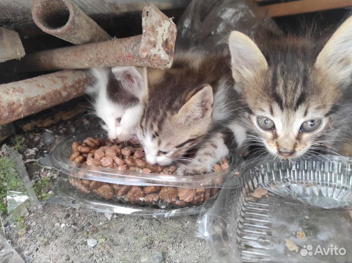 Котята в дар