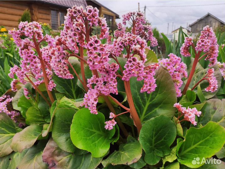 Садовые многолетники