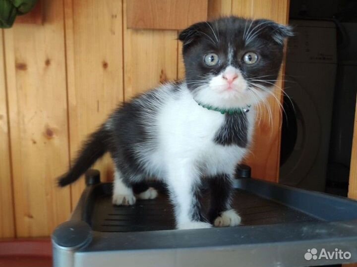 Отдам котят