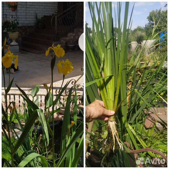 Ирис болотный для пруда