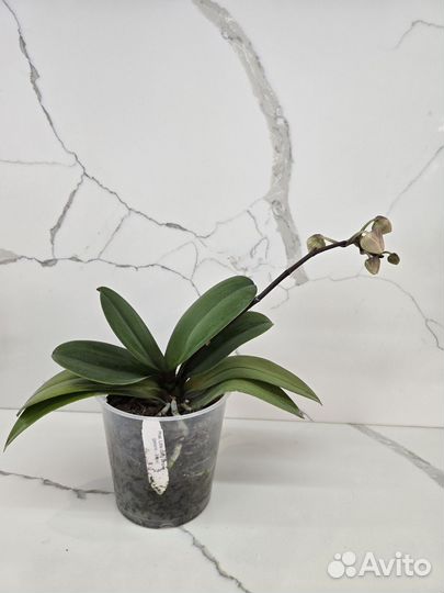 Орхидея фаленопсис бабочка