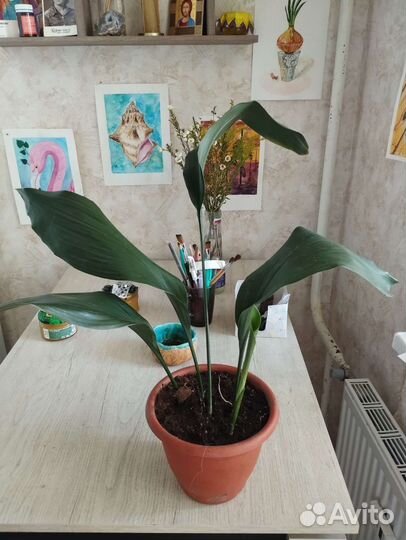 Аспидистра