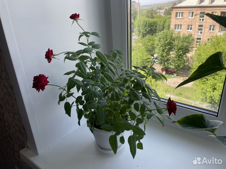 Роза комнатная