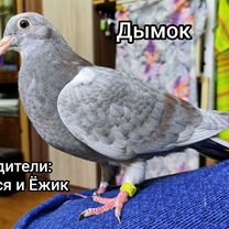 Поиск по сайту: