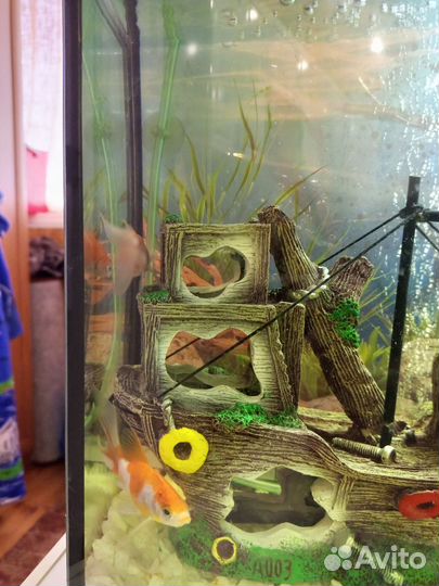 Золотая рыбка