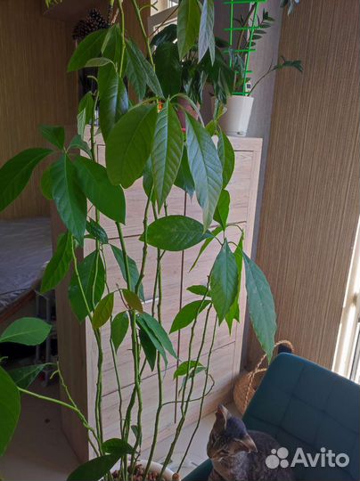 Авокадо 2 метра