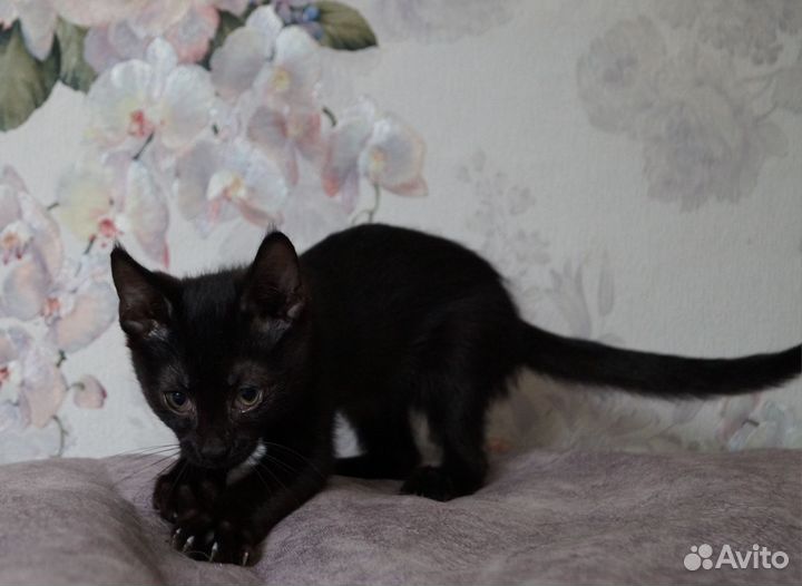 Чудесные котятки