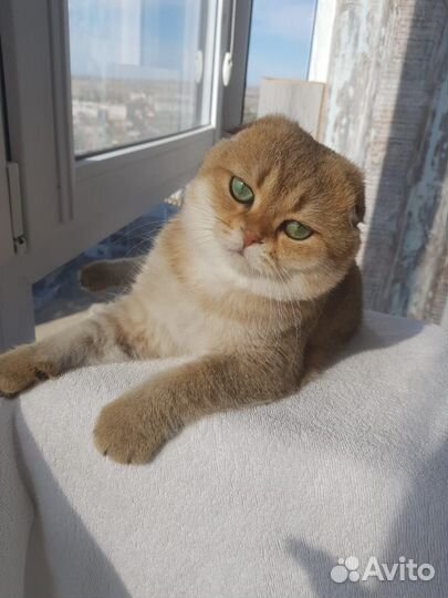 Кот вязка