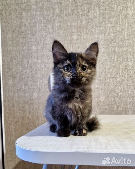 Котята сестренки