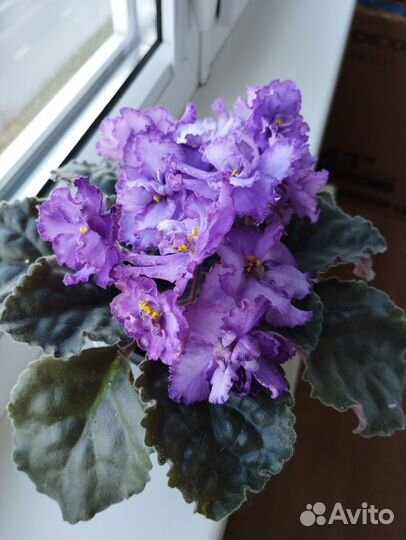 Сортовые фиалки