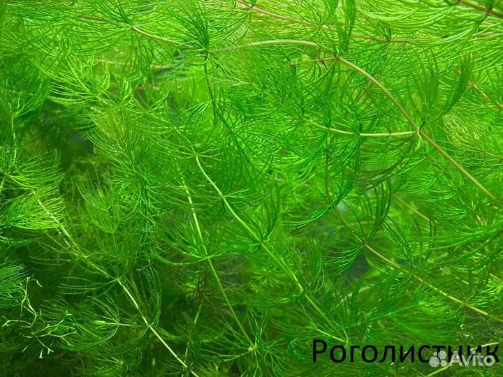 Аквариумные растения