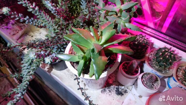 Суккуленты