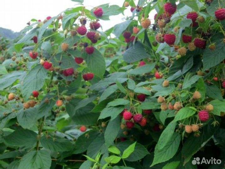 Саженцы малины