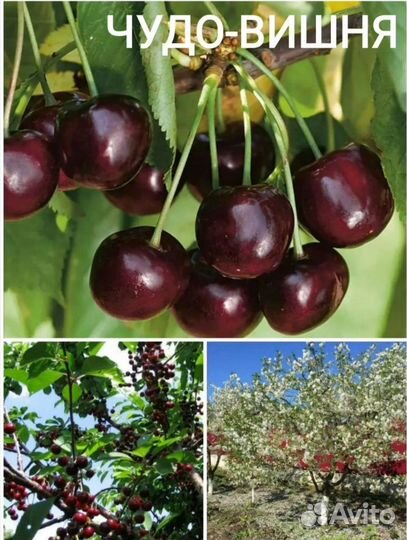 Вишня саженцы 3хлетки