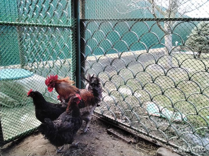 Инкубационное яйцо кур, цыплята