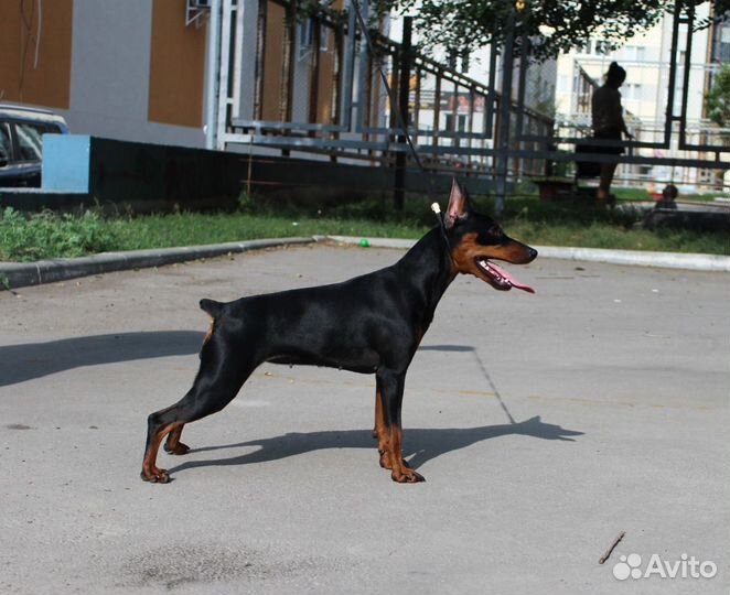 Щенок мини доберман цвергпинчер