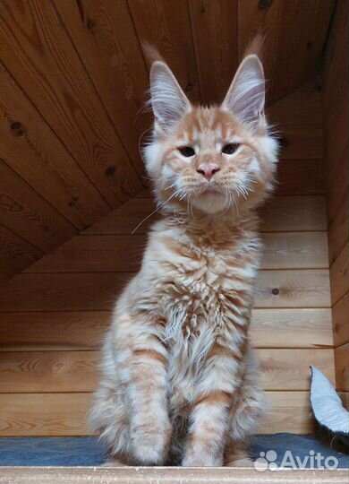 Котята мейн-кун