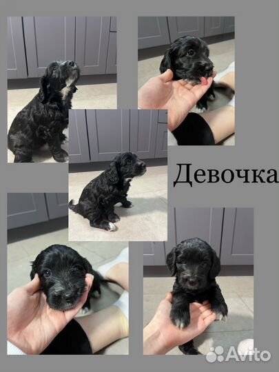 Щенки в добрые руки