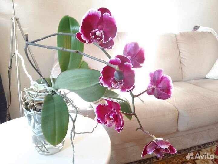 Орхидея Summer breath