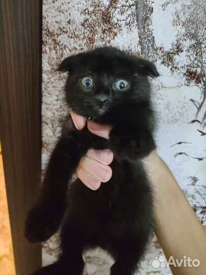 Котята в хорошие руки