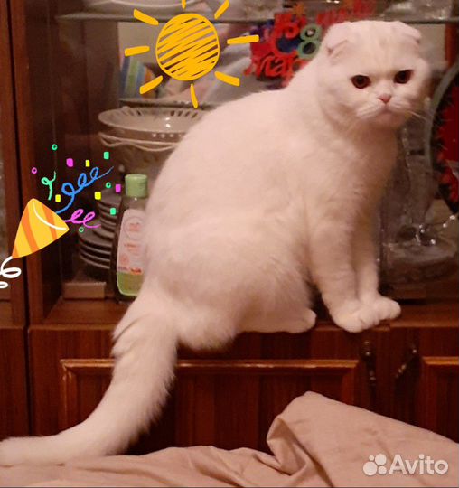 Кот шотландец вислоухий