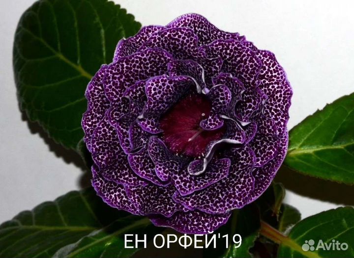 Детки махровых глоксиний