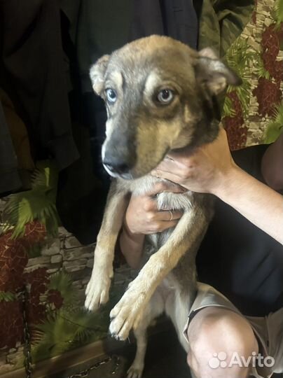 Хаски волкодав