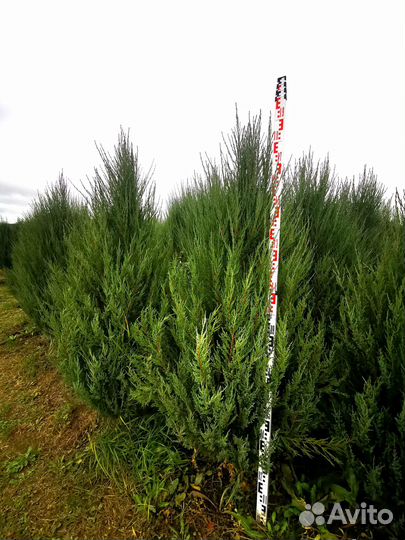 Можжевельник