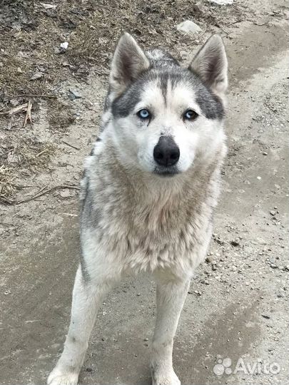 Собаки хаски