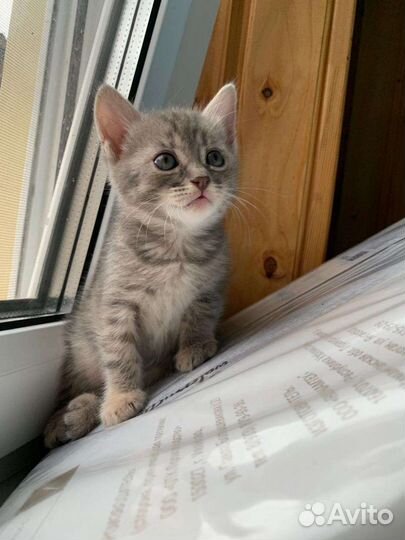 Кошка в дар бесплатно