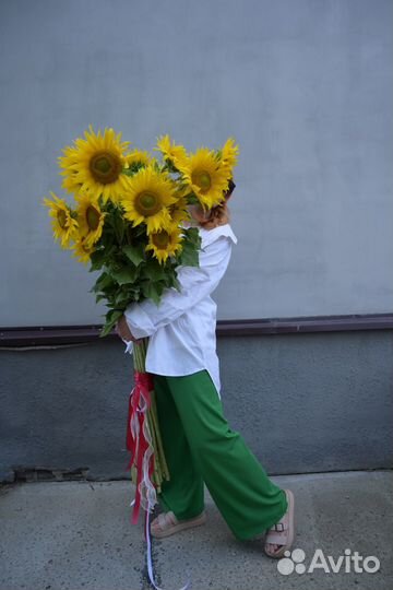 Подсолнухи цветы