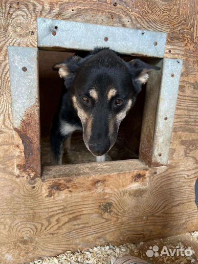 Красивый овчаристый пёсик, спасите из приюта