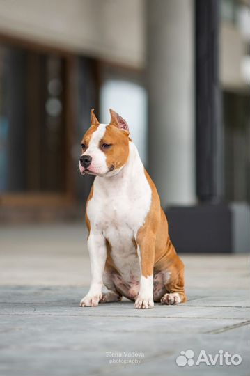 Американский стаффордширский терьер