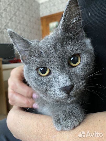 Кошака Кот Котенок