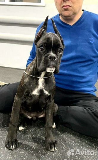 Эффектная боксерка