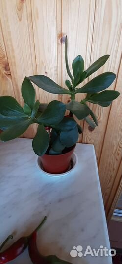 Комнатные цветы