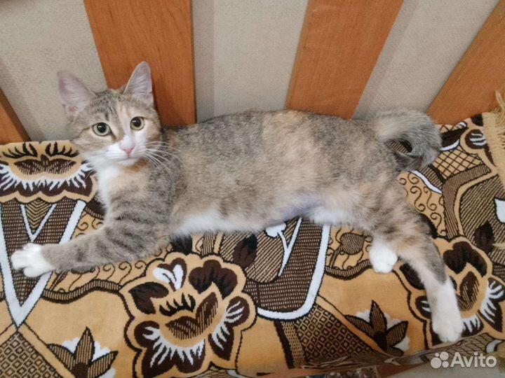 Котенок Ладушка, 6-7 мес