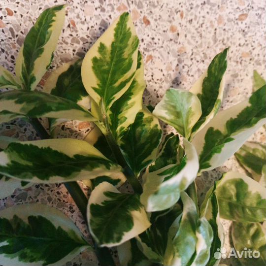 Педилантус