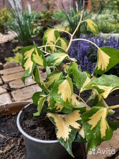 Плющ золотой