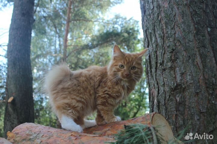 Курильский бобтейл