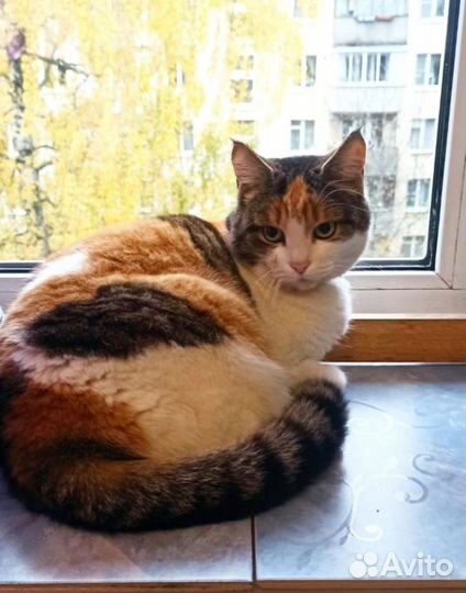 Кошка домашняя