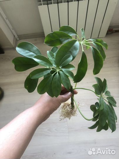 Комнатные цветы шефлера