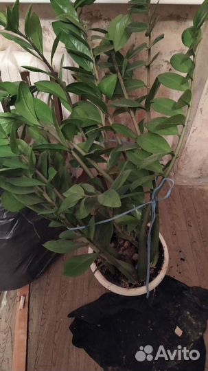 Замиокулькас