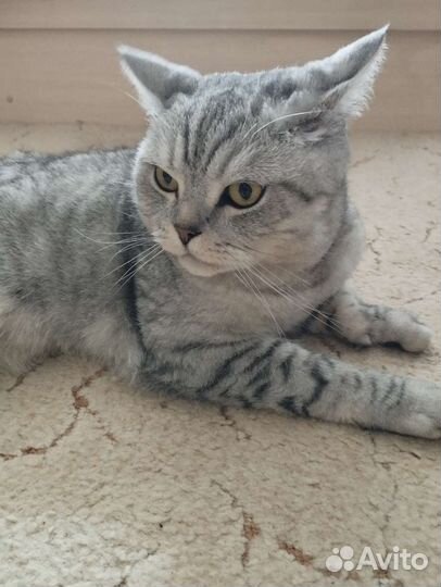 Кот в дар бесплатно