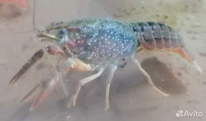 Рак радужный аквариумные рыбки и растения в магаз