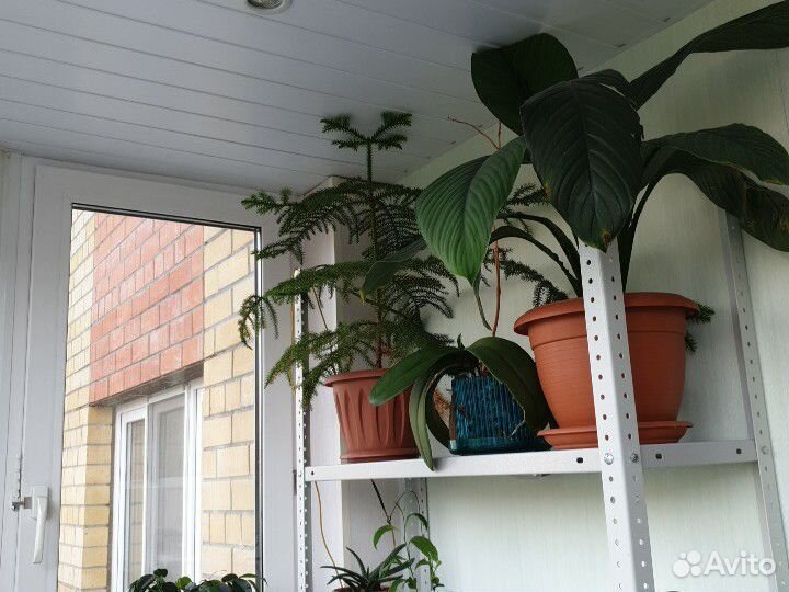 Растения для дома