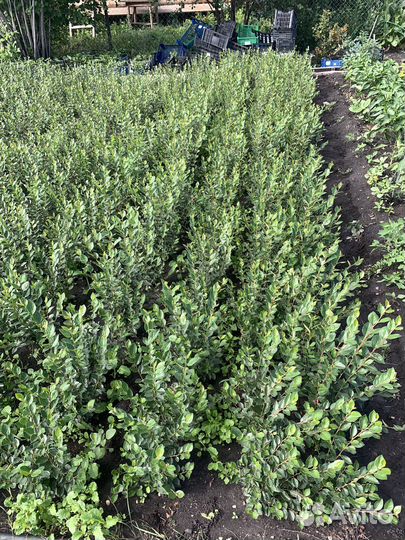 Кизильник блестящий