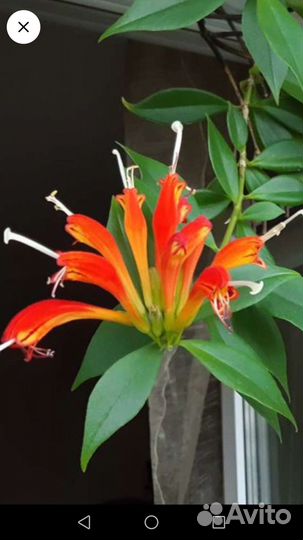 Эсхинантус, Хлорофитум Бонни