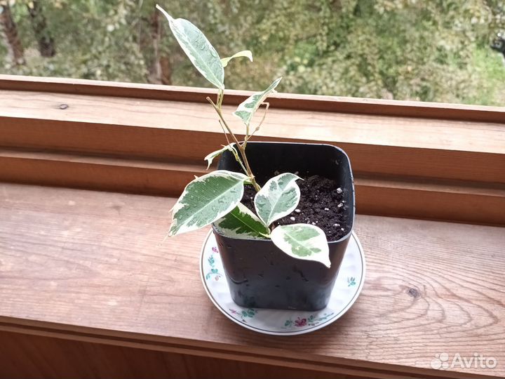 Комнатные цветы фикус бенджамина
